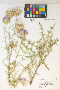 Cirsium wheeleri image