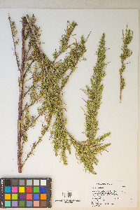 Artemisia biennis image