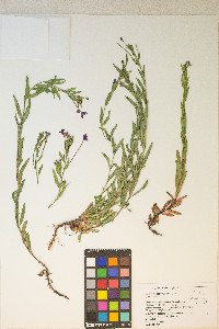 Epilobium glaberrimum image