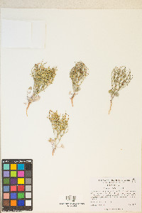 Eriogonum nidularium image