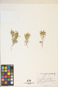 Eriogonum nidularium image