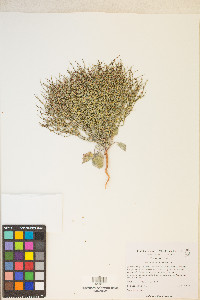Eriogonum nidularium image