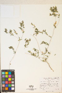 Mentzelia albicaulis image