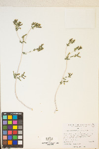 Mentzelia albicaulis image