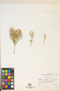 Eriogonum nidularium image