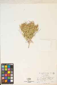 Eriogonum nidularium image