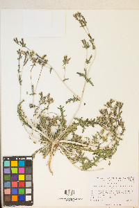 Mentzelia albicaulis image