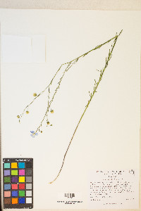 Linum lewisii image