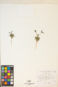 Oxytheca dendroidea subsp. dendroidea image