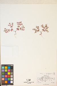 Oxytheca perfoliata image