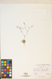 Oxytheca dendroidea subsp. dendroidea image