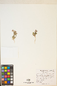 Chorizanthe brevicornu image