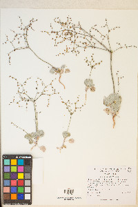 Eriogonum hookeri image