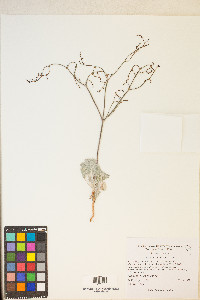 Eriogonum hookeri image