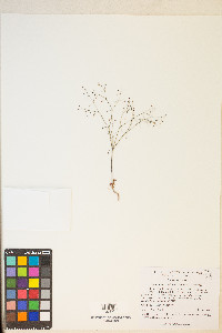 Eriogonum esmeraldense var. esmeraldense image