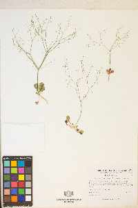 Eriogonum esmeraldense var. esmeraldense image