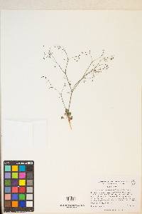 Eriogonum esmeraldense var. esmeraldense image