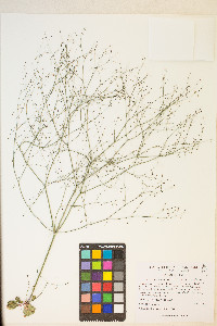 Eriogonum esmeraldense var. esmeraldense image