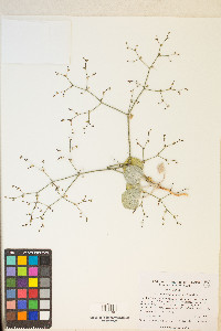 Eriogonum brachypodum image