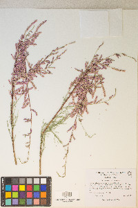 Tamarix chinensis image