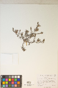 Cordylanthus kingii var. helleri image