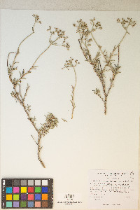 Eriogonum microthecum var. simpsonii image