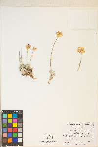 Eriogonum ovalifolium image