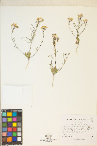 Eremothera refracta image