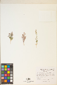 Chorizanthe brevicornu image