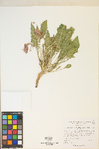 Oenothera cespitosa subsp. marginata image