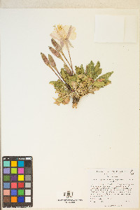 Oenothera cespitosa subsp. marginata image