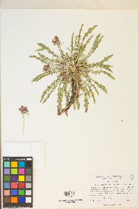 Oenothera cespitosa subsp. crinita image