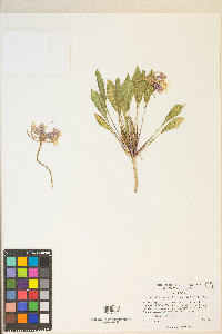 Oenothera cespitosa subsp. crinita image