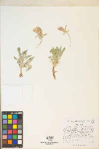 Oenothera cespitosa image