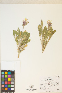 Oenothera cespitosa image