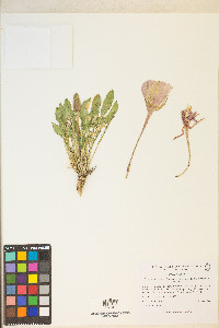 Oenothera cespitosa image