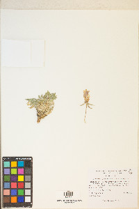 Oenothera cespitosa image