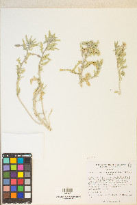 Oenothera californica image