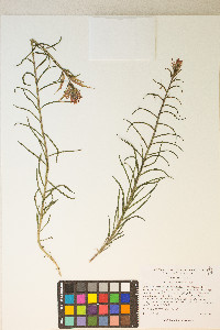 Castilleja linariifolia image