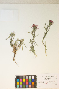 Castilleja chromosa image