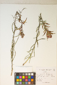 Castilleja linariifolia image