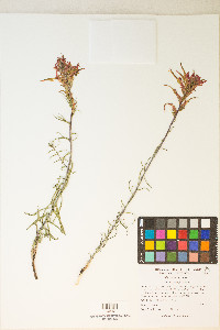 Castilleja linariifolia image