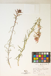 Castilleja linariifolia image