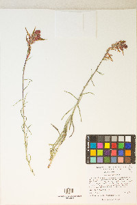 Castilleja linariifolia image