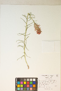 Castilleja linariifolia image