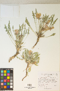 Oenothera cespitosa image