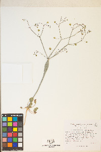 Eriogonum inflatum var. inflatum image