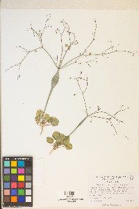 Eriogonum inflatum var. inflatum image