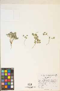 Euphorbia fendleri image