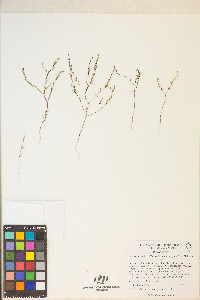 Gayophytum diffusum image